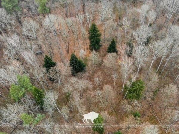 В Беловежской пуще найдено новое место произрастания реликтовой белой пихты В Беловежской пуще найдено новое место произрастания реликтовой белой пихты