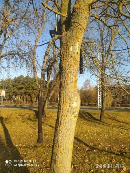 Читатель: На въезде в Брест резиновый шланг врос прямо в дерево
Читатель: На въезде в Брест резиновый шланг врос прямо в дерево