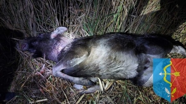 Браконьер застрелил беременную лосиху в Дрогичинском районе. Опубликованы фото Браконьер застрелил беременную лосиху в Дрогичинском районе. Опубликованы фото