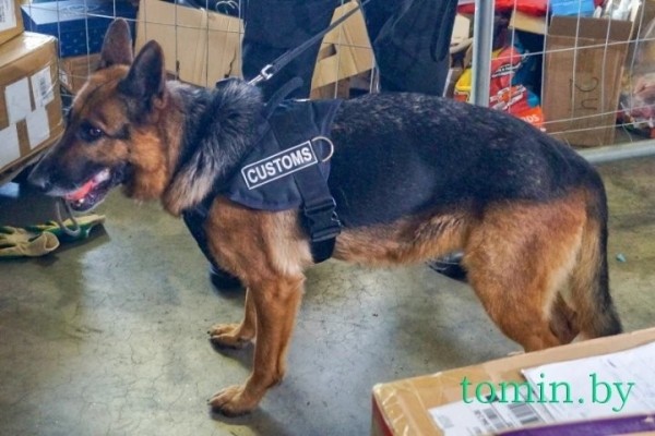 Будни Брестской таможни: как работают «Козловичи» и другие ПТО в пандемию Будни Брестской таможни: как работают «Козловичи» и другие ПТО в пандемию