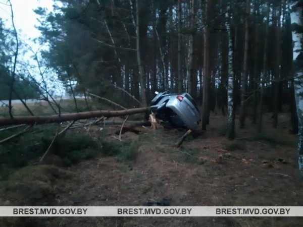 18-летняя брестчанка совершила наезд на придорожное дерево. Подробности ДТП в Каменецком районе