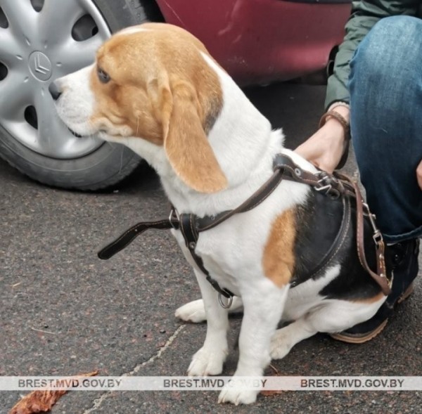 В Бресте мужчина украл породистую собаку