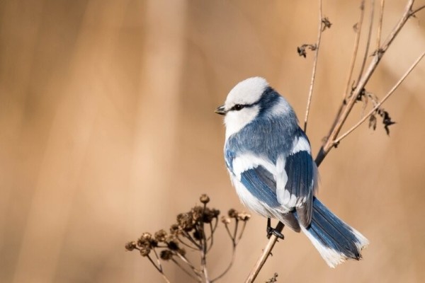 В Беларуси назвали птицу 2022 года. Что еще известно о птице года? В Беларуси назвали птицу 2022 года. Что еще известно о птице года?