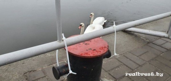 
                Удержат ли пластиковые хомуты ограждения на набережной в Бресте?
            