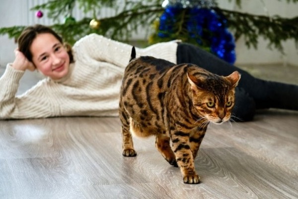 Познакомились с редкими породами кошек у жителей Березовского района Познакомились с редкими породами кошек у жителей Березовского района