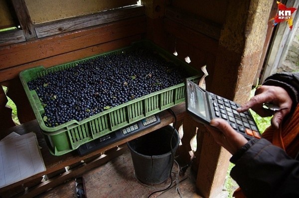 В Беларуси ввели налог для сборщиков ягод, грибов и другой дикорастущей продукции