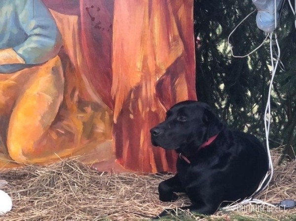 
                Читатель: Брест. На территории Свято-Симеоновского кафедрального собора ходит чёрный лабрадор, у него что-то с лапкой
            