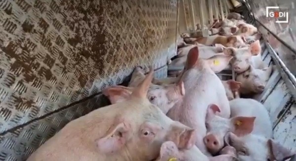 В Италии обернулась фура со свиньями, которых везли белорусы
