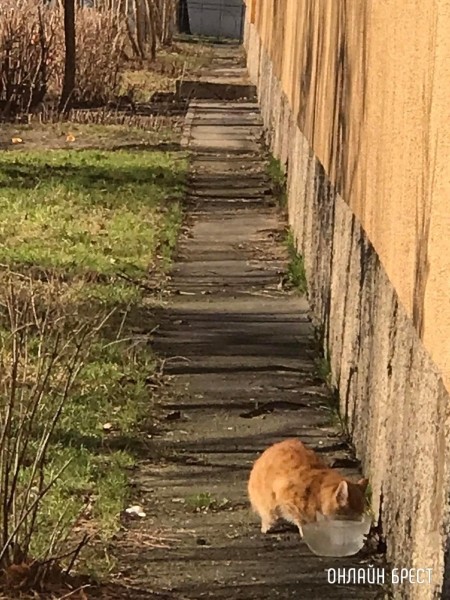 Читательница: Случайно это не кот нашего мэра?
Читательница: Случайно это не кот нашего мэра?