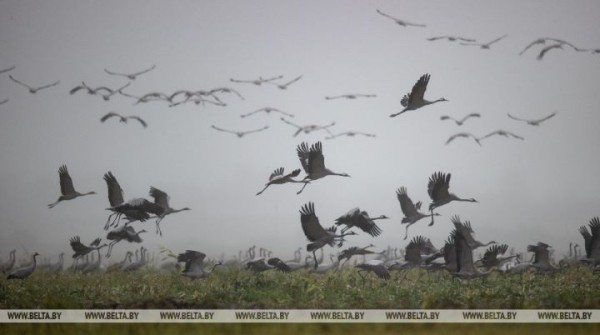 Первых перелетных птиц заметили в Беловежской пуще и окрестностях Первых перелетных птиц заметили в Беловежской пуще и окрестностях