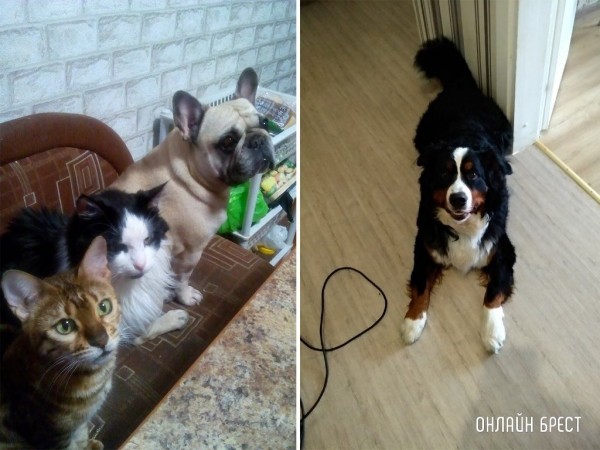 Читатели делятся фотографиями своих любимцев
             
                Читатели делятся фотографиями своих любимцев