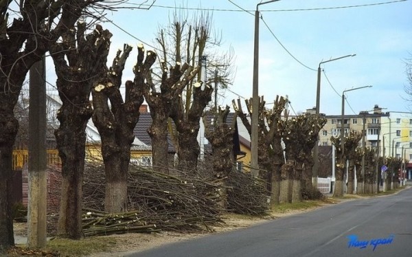 Почему в Барановичах обрезали ясеневую аллею по одной стороне улицы Почему в Барановичах обрезали ясеневую аллею по одной стороне улицы