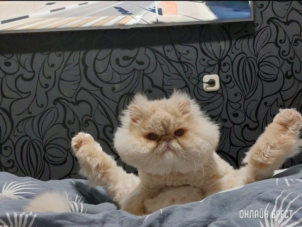 Читатели делятся фотографиями своих любимцев
             
                Читатели делятся фотографиями своих любимцев