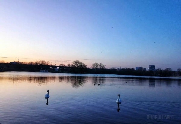 Читатель: Река и лебеди. Рассвет на Набережной Бреста
             
                Читатель: Река и лебеди. Рассвет на Набережной Бреста