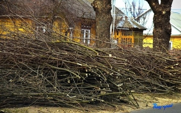 Почему в Барановичах обрезали ясеневую аллею по одной стороне улицы Почему в Барановичах обрезали ясеневую аллею по одной стороне улицы