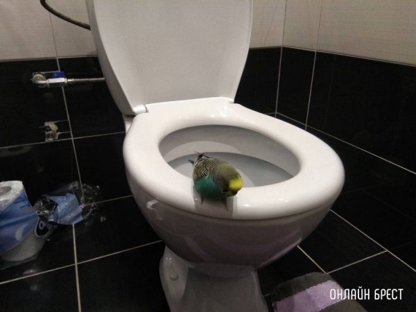 Читатели делятся фотографиями своих любимцев
             
                Читатели делятся фотографиями своих любимцев