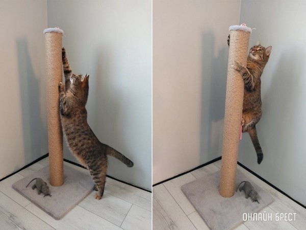 Читатели делятся фотографиями своих любимцев
             
                Читатели делятся фотографиями своих любимцев