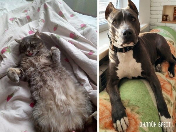 Читатели делятся фотографиями своих любимцев
             
                Читатели делятся фотографиями своих любимцев