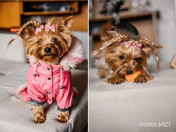 Читатели делятся фотографиями своих любимцев
             
                Читатели делятся фотографиями своих любимцев