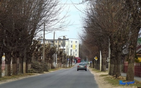 Почему в Барановичах обрезали ясеневую аллею по одной стороне улицы Почему в Барановичах обрезали ясеневую аллею по одной стороне улицы