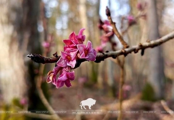 Весна пришла в Беловежскую пущу
