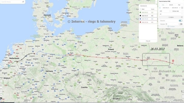 В Беларуси замечена новая птица. И она вела себя странно