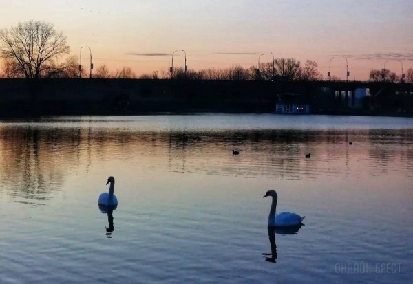 Читатель: Река и лебеди. Рассвет на Набережной Бреста
             
                Читатель: Река и лебеди. Рассвет на Набережной Бреста