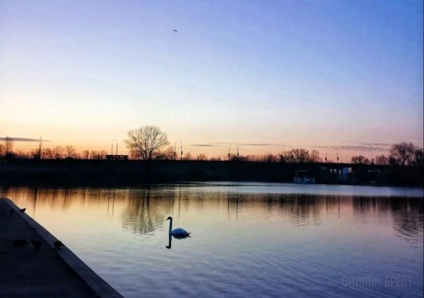 Читатель: Река и лебеди. Рассвет на Набережной Бреста
             
                Читатель: Река и лебеди. Рассвет на Набережной Бреста