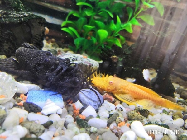 Читатели делятся фотографиями своих любимцев
             
                Читатели делятся фотографиями своих любимцев