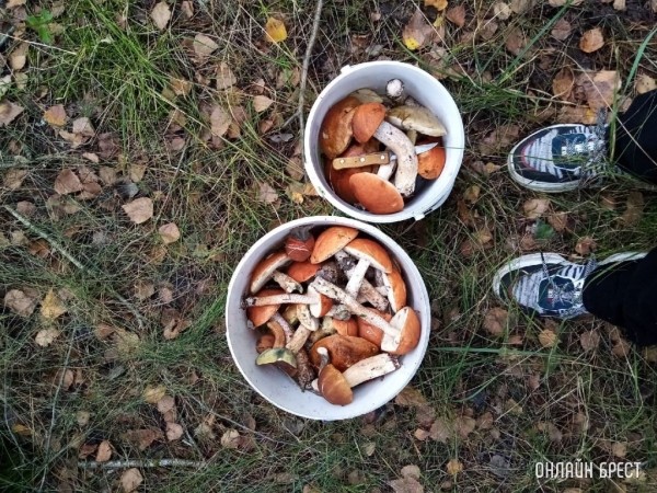 Кобринская ИМНС: в каких случаях платить налог, если вы реализуете дикорастущую или сельскохозпродукцию