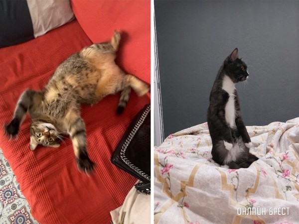 Читатели делятся фотографиями своих любимцев
             
                Читатели делятся фотографиями своих любимцев