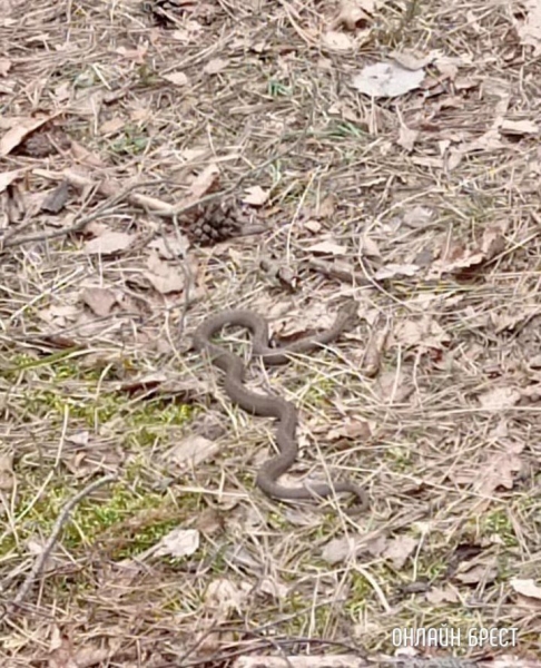 Читатель: Гадюки уже не спят. Фото сделано в Брестской области в Малорите
Читатель: Гадюки уже не спят. Фото сделано в Брестской области в Малорите