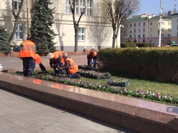 В Бресте на городских клумбах стали появляться первые весенние цветы