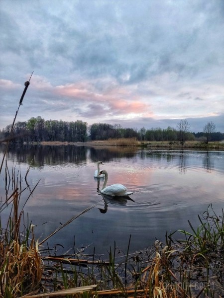 
                Читатель: Сегодняшнее утро в городе-спутнике Бреста (Жабинка). Красиво
            