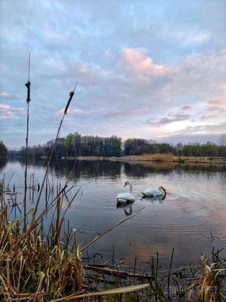 
                Читатель: Сегодняшнее утро в городе-спутнике Бреста (Жабинка). Красиво
            