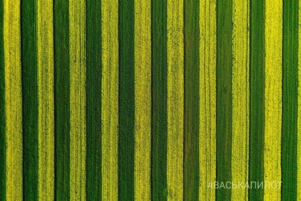 
                Так выглядит рапсовое поле в Брестской области
            