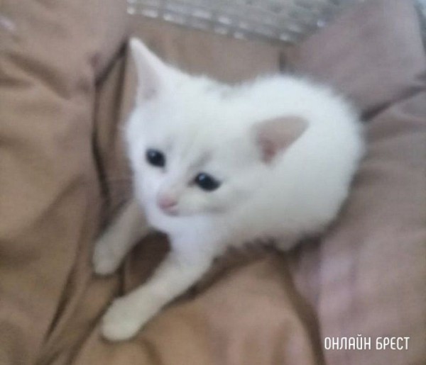 Читатель: В Тельмах-2 увидели пакет, который рвали собаки, там было трое котят, к сожалению удалось спасти только одного
             
                Читатель: В Тельмах-2 увидели пакет, который рвали собаки, там было трое котят, к сожалению удалось спасти только одного