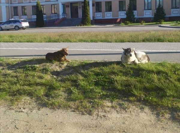 Есть проблема. Жители Дрогичина жалуются на своры бездомных собак