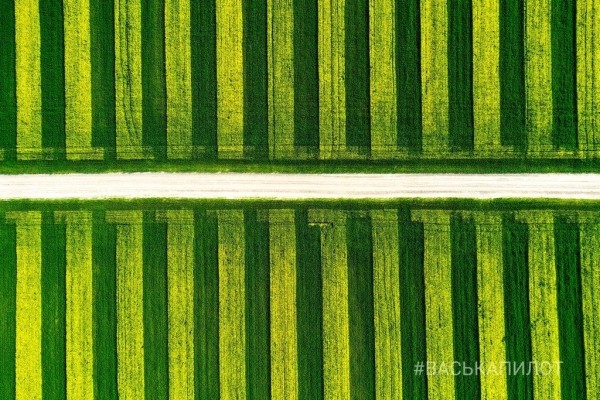 
                Так выглядит рапсовое поле в Брестской области
            