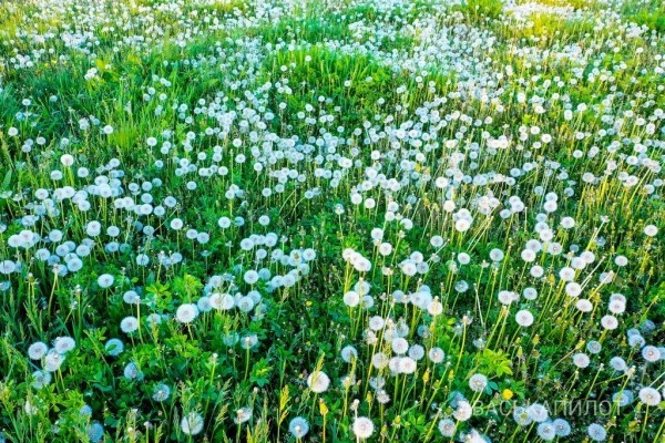 
                Из жёлтого в белый. Так сейчас выглядит то самое огромное поле одуванчиков, которое находится недалеко от Бреста
            