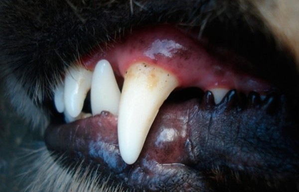 «Начала рвать всех подряд». В Беларуси собака покусала шесть человек «Начала рвать всех подряд». В Беларуси собака покусала шесть человек