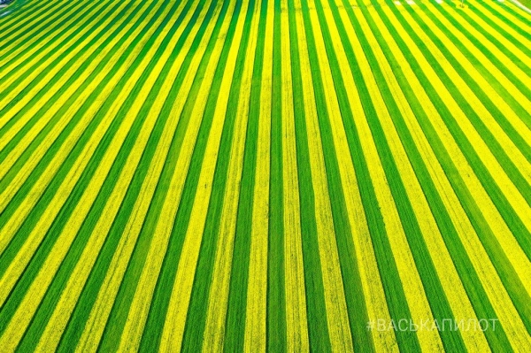 
                Так выглядит рапсовое поле в Брестской области
            