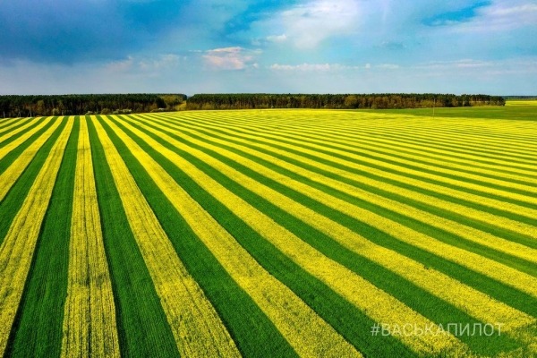 
                Так выглядит рапсовое поле в Брестской области
            