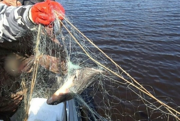 Двум браконьерам в Брестской области присудили большой штраф и конфисковали лодку Двум браконьерам в Брестской области присудили большой штраф и конфисковали лодку