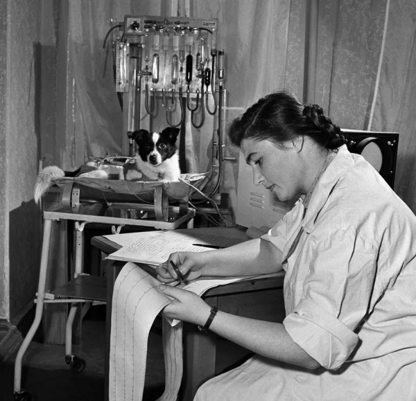 История самой одинокой и несчастной собаки в мире