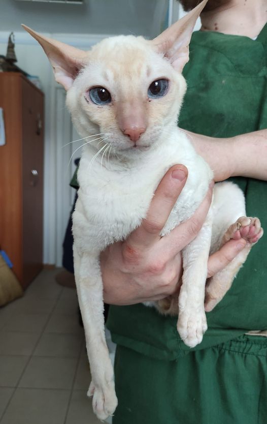 Как Витебский приют «Добрик» Новый год начал?