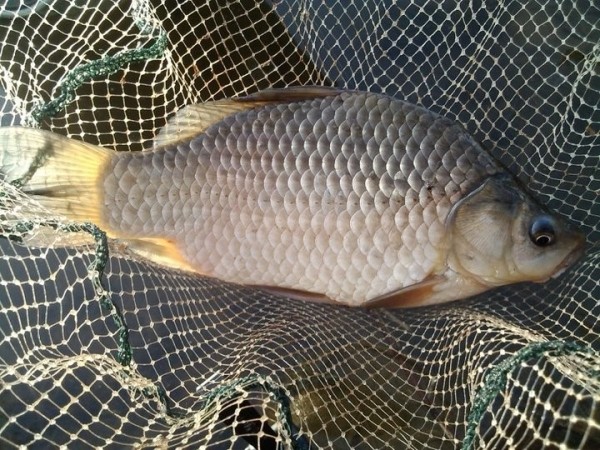 Жыхар Ляхавіцкага раёна злавіў рыбку коштам 5000 рублёў Жыхар Ляхавіцкага раёна злавіў рыбку коштам 5000 рублёў