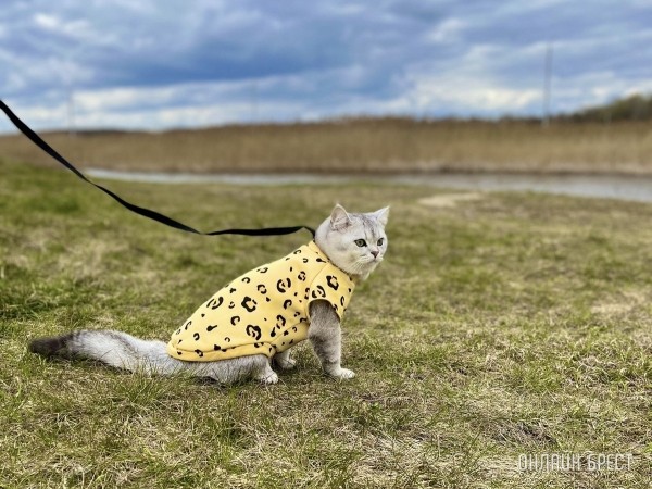 Медик рассказала, опасны ли для младенцев домашние животные
