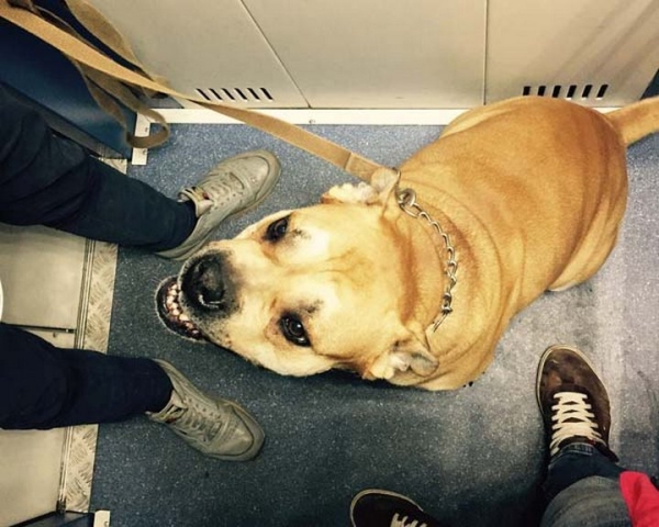 Что делать, если вас укусила собак? Отвечает белорусский врач Что делать, если вас укусила собак? Отвечает белорусский врач