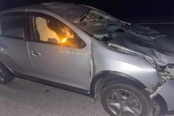 Водитель Renault сбил лося